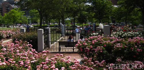 Rose Kennedy Memorial Garden - WeekendPick